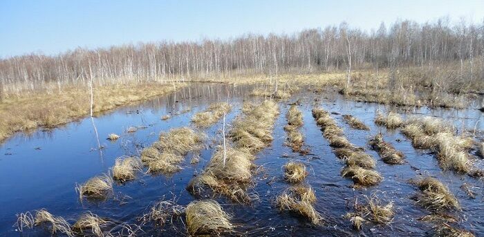 В Омской области предложили развивать болотный и ягодный туризм