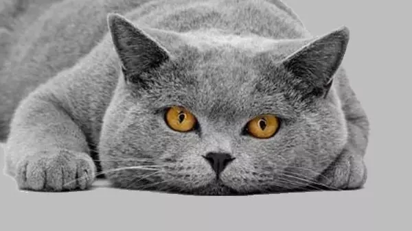 Самой популярной породой кошек в России считается британская короткошерстная