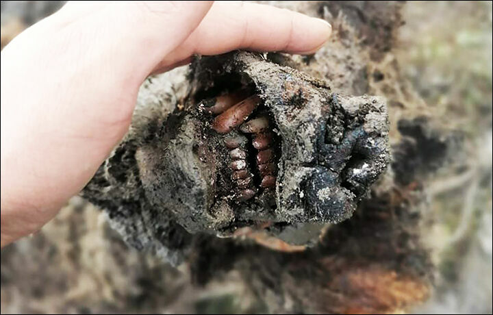 В Якутии нашли мумию вымершего пещерного медведя