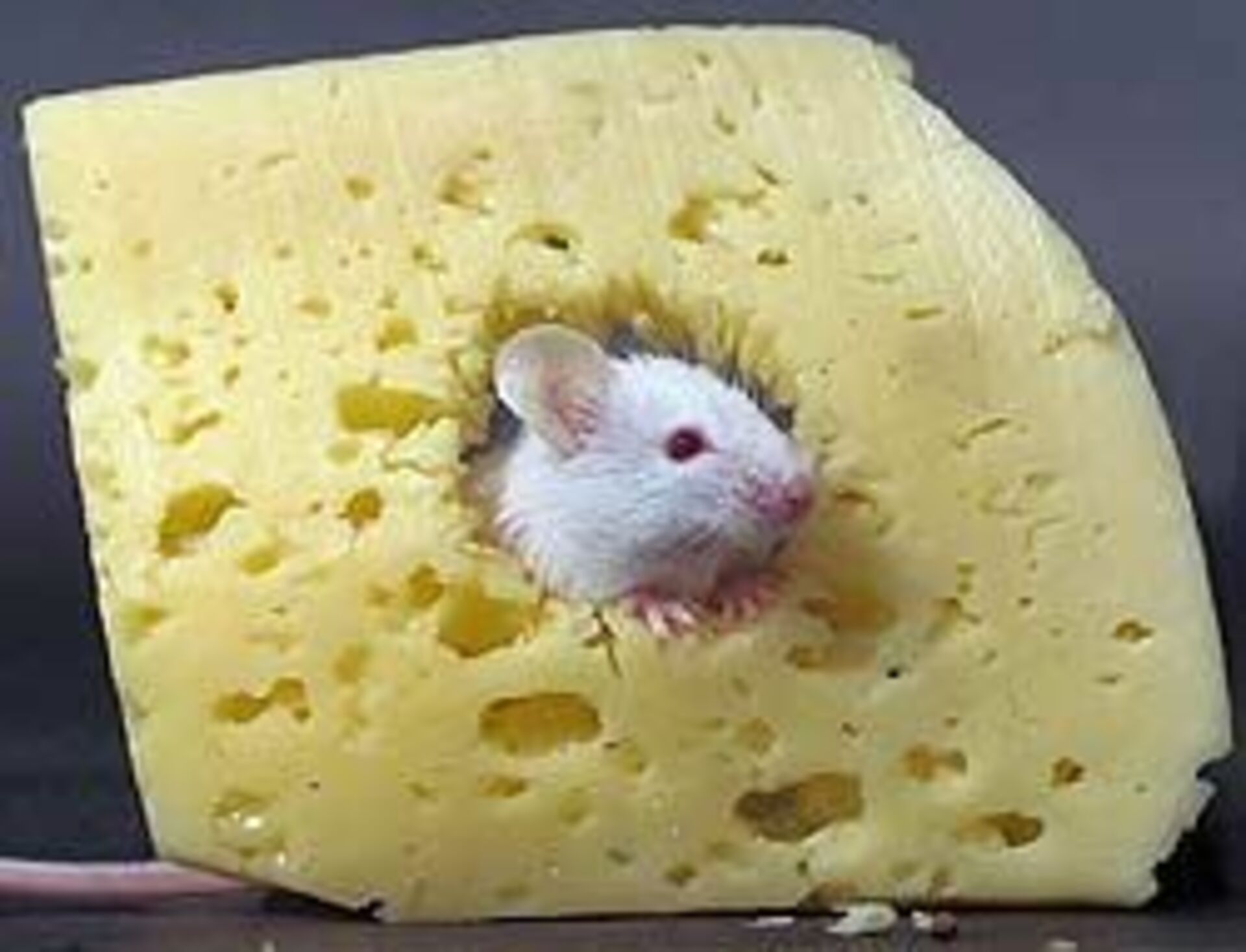 Про мышей и сыр. Мышь с сыром. Мышонок с сыром. Мышь с куском сыра. Крыса с сыром.