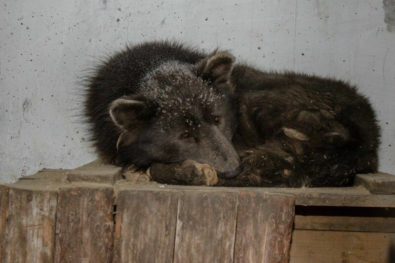 В Челябинском приюте найден "медведопёс"