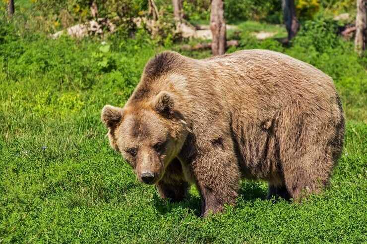 Что нужно делать при встрече с медведем - совет от спасателей