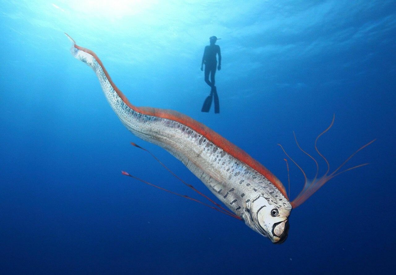 Сельдяной король, или ремень-рыба – это крупнейшая в мире костистая рыба, она способна вырасти до 17 метров в длину.

