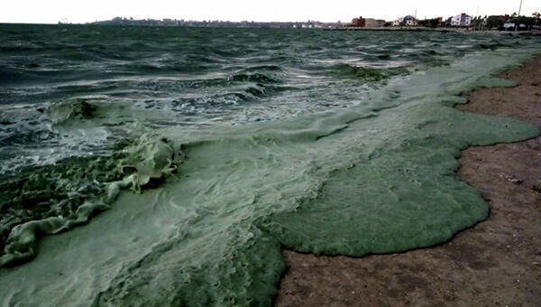 Черное море превратилось в зеленое у побережья Анапы. 