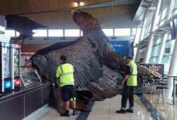 Макет гигантского орла из «Хоббита» упал на кафе аэропорта Новой Зеландии