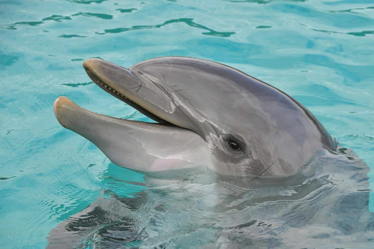 Количество дельфинов, выбросившихся на крымские берега, стало в 2020 году рекордным