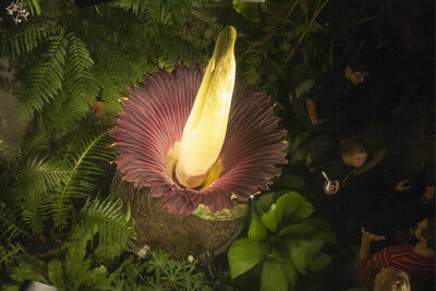 Расцвел «Трупный цветок» - самый большой и зловонный в мире