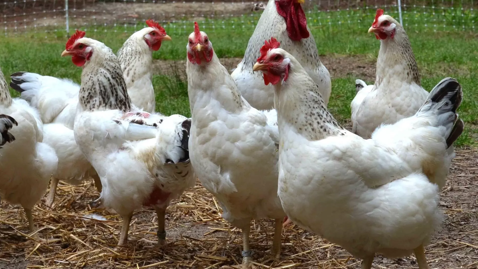 Съедим сами: снизит ли цены на курятину и яйца запрет на их экспорт