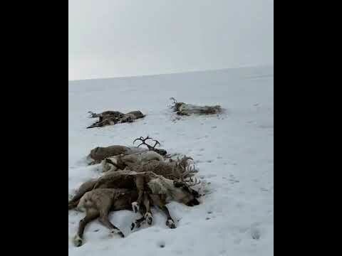 Около 300 оленей погибли в камчатской тундре