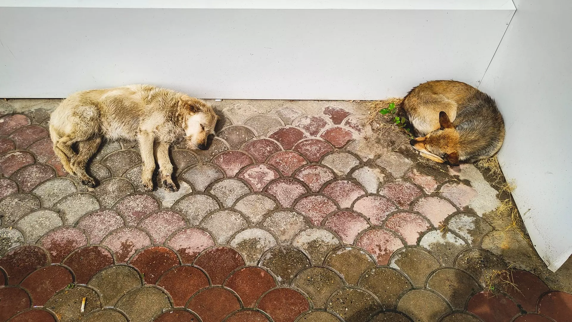 Бродячим собакам дали шанс: в Якутии их не усыплят, если приюты смогут их содержать