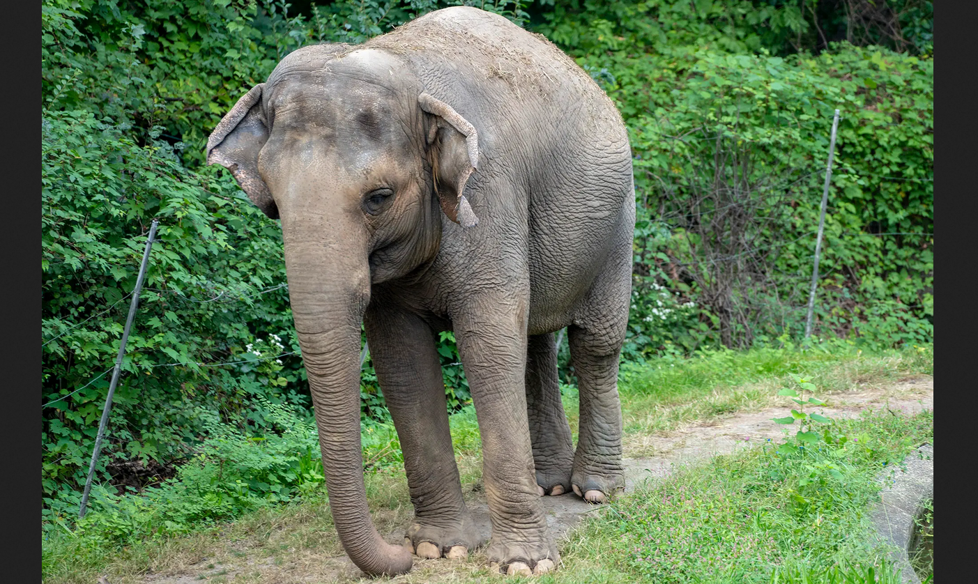 Слон должен сидеть: американский суд отказался признать слониху Хэппи личностью