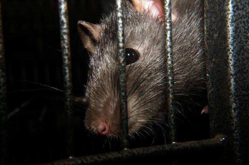 В Санкт-Петербурге призвали решить проблему с нашествием крыс