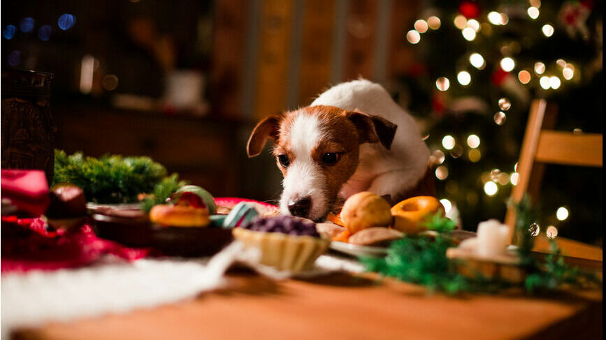 Эксперты назвали самые опасные для домашних животных угощения с новогоднего стола
