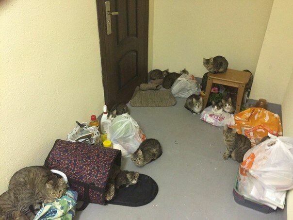 В Санкт-Петербурге 24 кота оккупировали коридор жилого дома