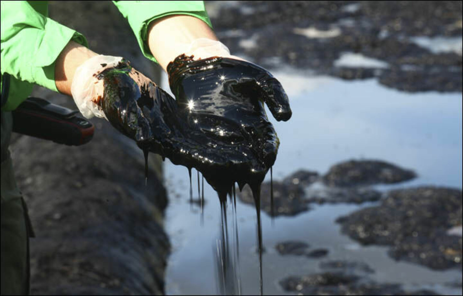 Сосна утонет в нефти