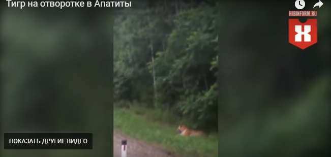 На трассе близ Мурманска заметили тигра (видео)
