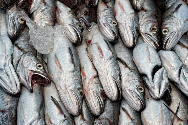 В Ростовской области уничтожили 20 тонн санкционной рыбы из Исландии