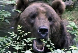 Жителей Иркутской области и Якутии одолевают голодные медведи