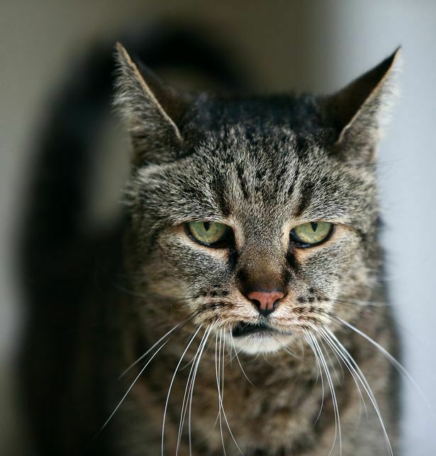 В возрасте 32 лет скончался старейший кот в мире