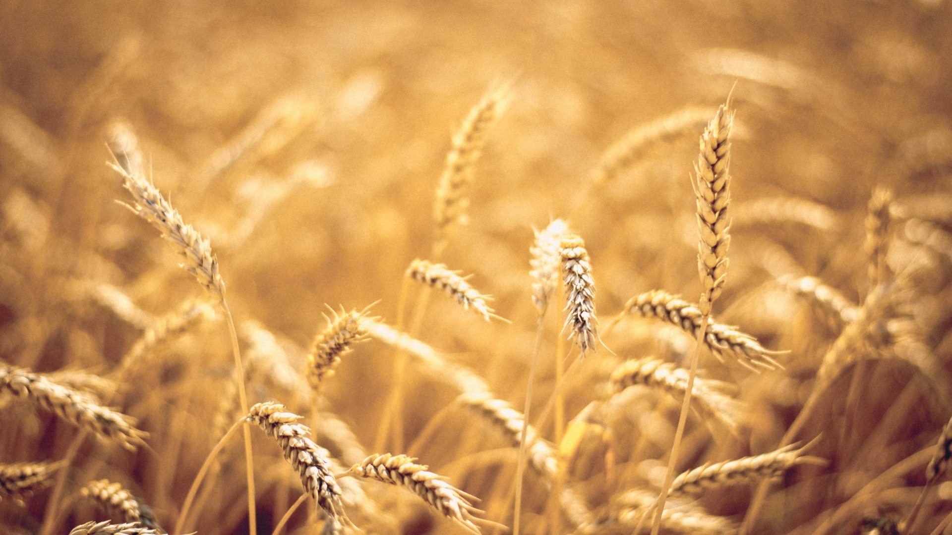 На Украине заблокировано 32 млн тонн зерна