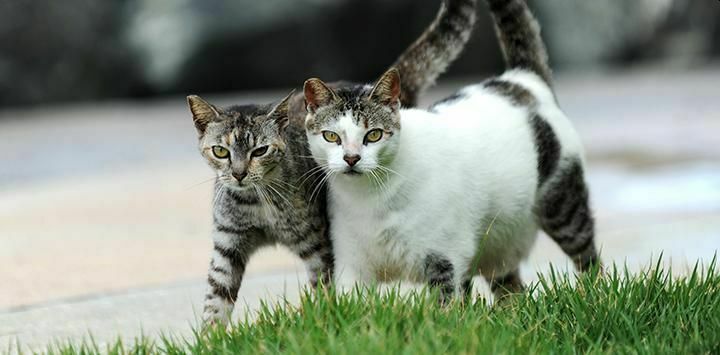 Израильские ученые выяснили, как решить проблему бродячих кошек