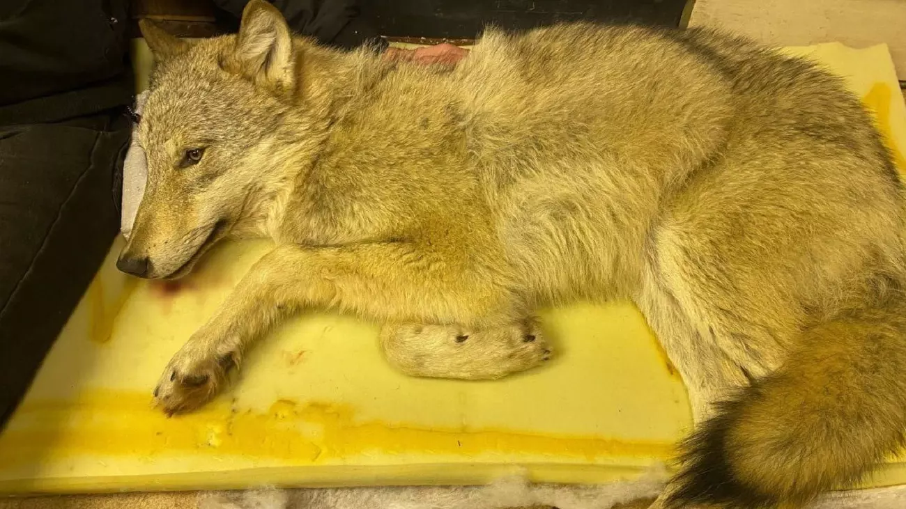 В Прикамье спасли сбитого машиной волчонка, приняв его за собаку.