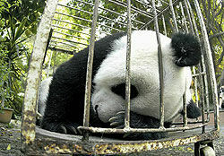 Китайских панд спасают от жары