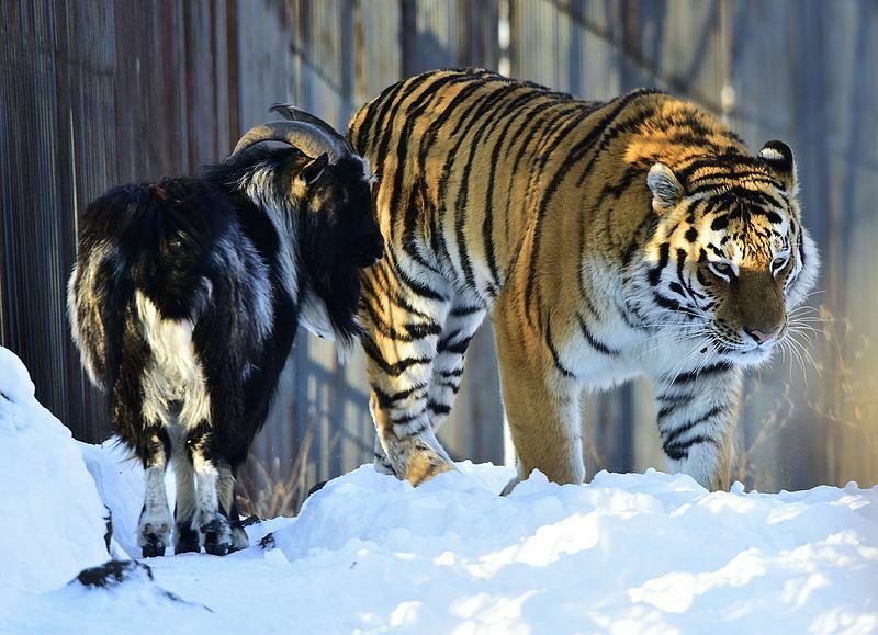 Знаменитому тигру Амуру грозит голод
