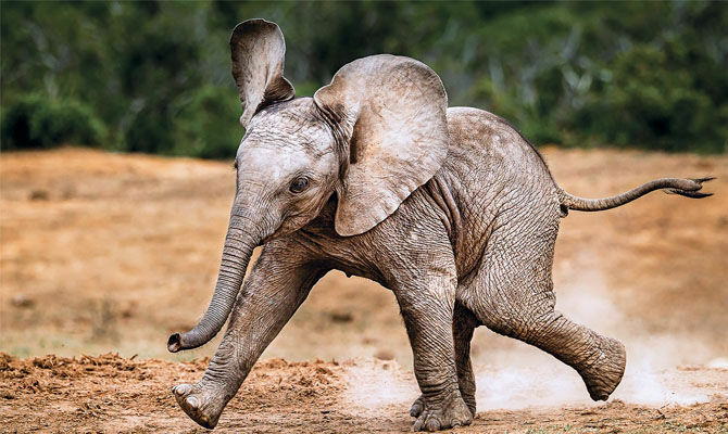 Датское правительство выкупает цирковых слонов, чтобы отпустить их в заповедники