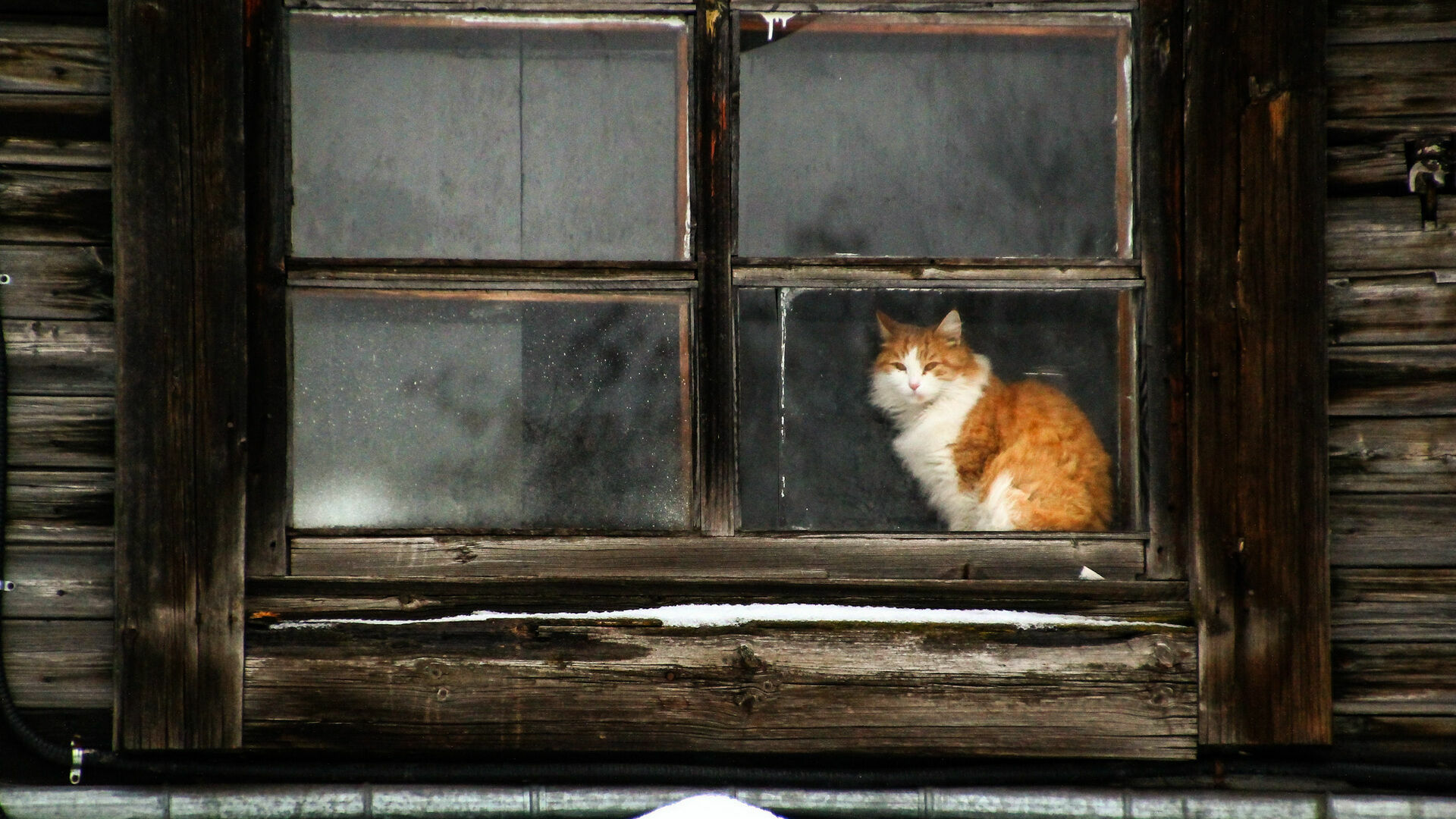 Международная федерация кошек запретила животным из России участвовать в выставках