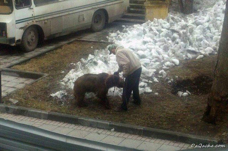 В Таганроге полиция ищет мужчину, гулявшего с медведем на поводке