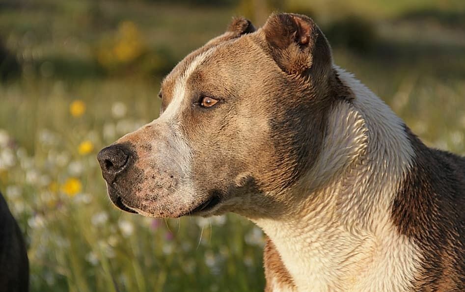 В Башкирии две бойцовские собаки загрызли своего хозяина