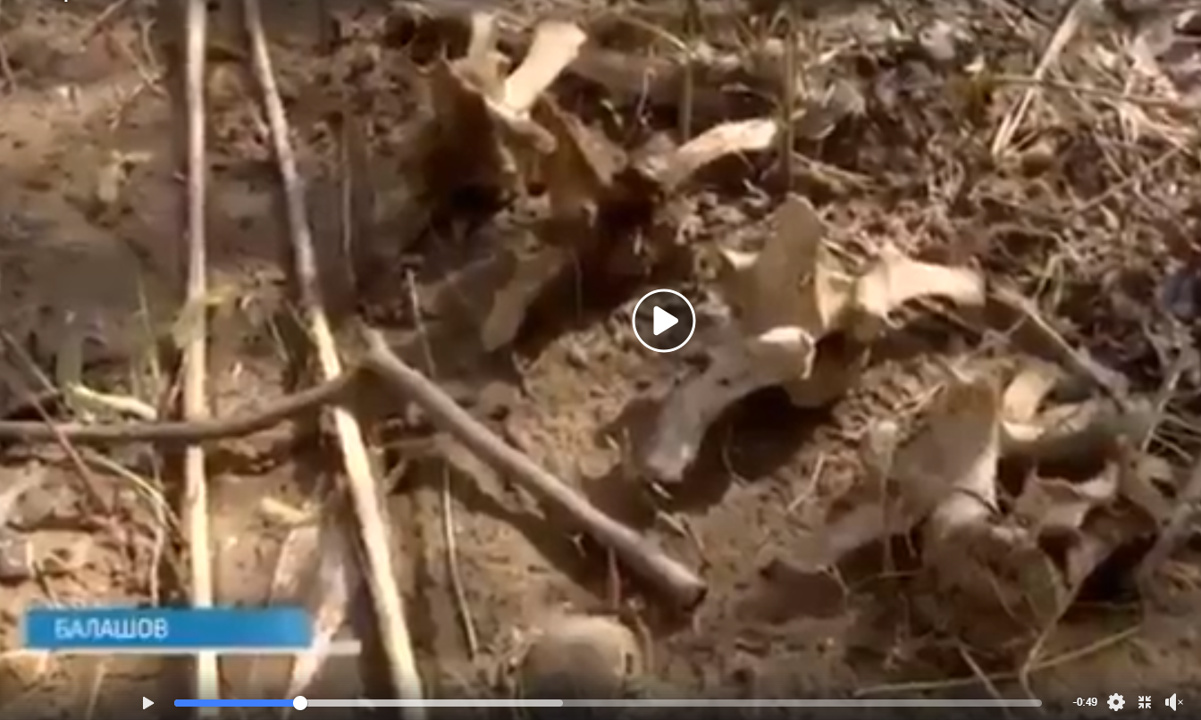 Видео дня: под Саратовом размыло кладбище советских солдат