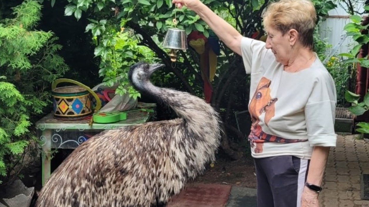 В Ленобласти убегали от сбежавшего страуса Степы (ВИДЕО)