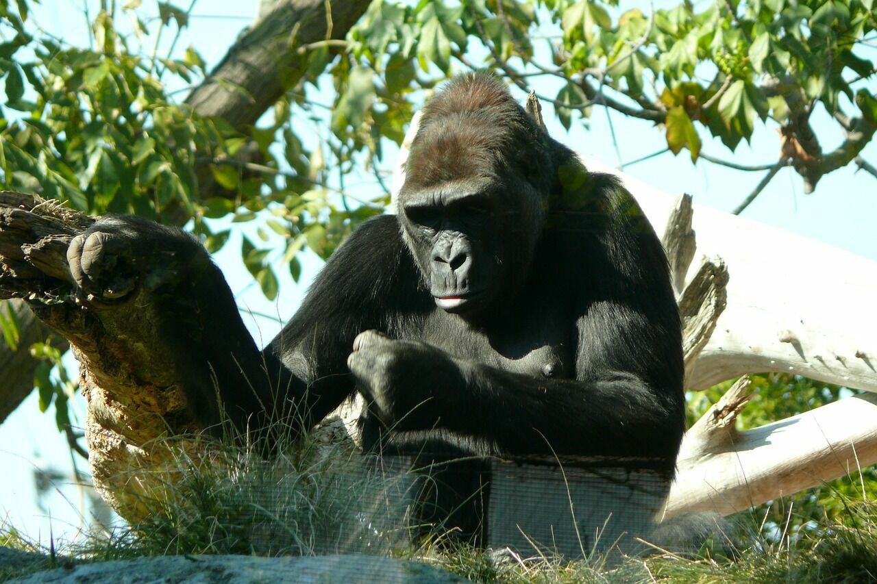 Ковид выявили у горилл в зоопарке США