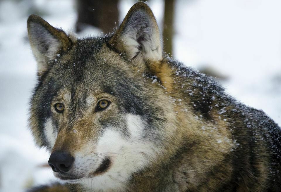 Жители ХМАО просят перевести детей на удаленку из-за нашествия волков
