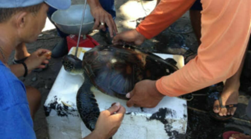 Жителю Владивостока грозит 20 лет за убийство черепахи на Филиппинах