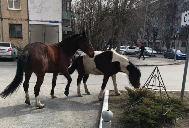 Голодная лошадь. Лошадь в городе. Новости сбежала лошадь. Сбежала лошадь объявление.