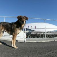 Спортивные власти обяжут города ЧМ-2018 открыть приюты для бездомных собак