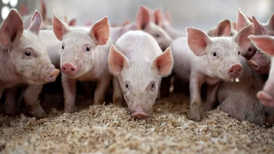 В Воронежской области зарегистрирована вспышка африканской чумы свиней