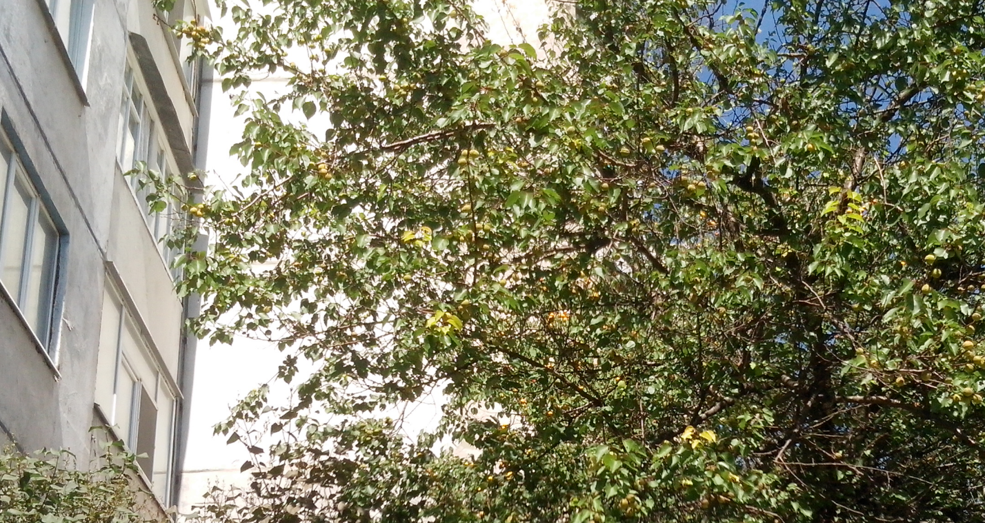 Фото №8. Абрикосовое дерево перед квартирой, из которой проводилась видеосъёмка