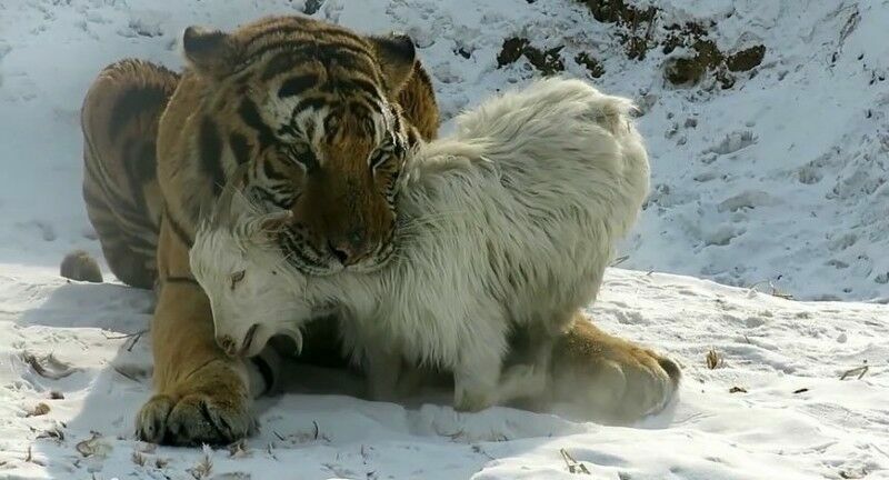 А думали, что подружатся...В Ялтинском зоопарке тигру скормили козла