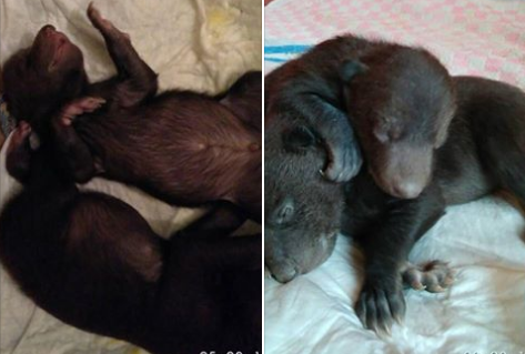 Двух новорождённых медвежат нашли возле мусорки в новой Москве