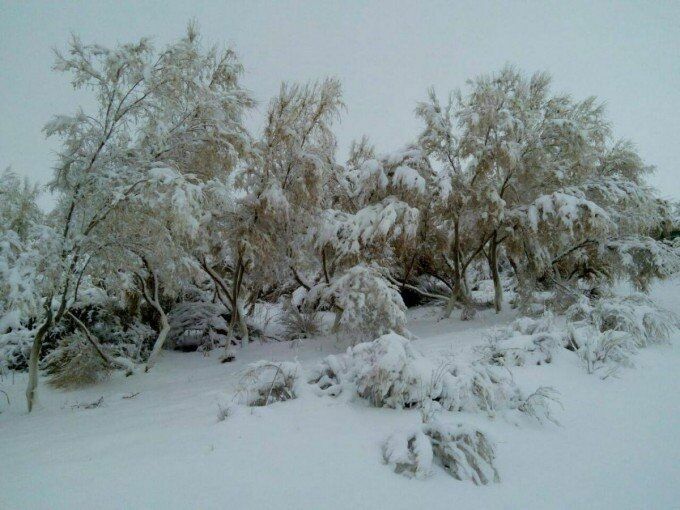В пустыне Кызылкум - самом жарком месте Узбекистана - выпал снег