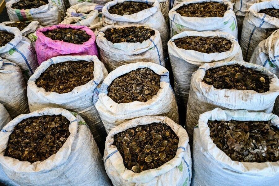 Мешки, набитые чешуей панголина – популярного в китайской традиционной медицине ингредиента