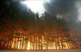 Площадь лесных пожаров выросла в 170 раз по сравнению с 2018 годом