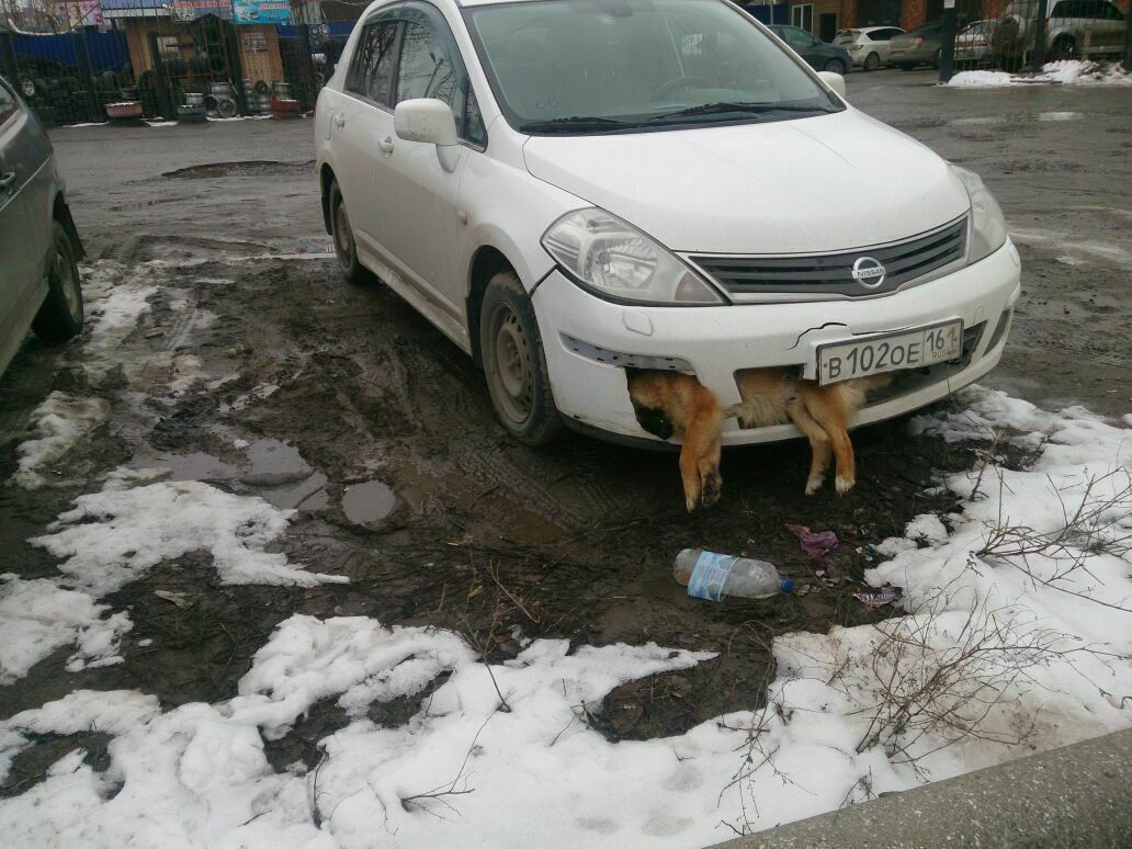 Депутат от «Единой России» ездил по Таганрогу со сбитой собакой в бампере