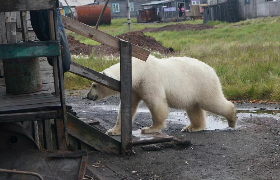 Нашествие белых медведей парализовало жизнь на архипелаге Новая Земля