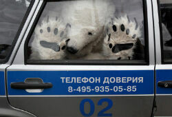 Greenpeace устроили «арктический заповедник» возле здания Газпрома