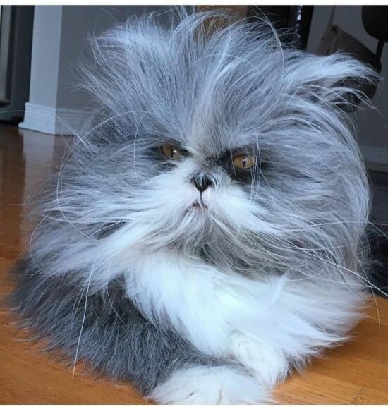 Похожий на собаку персидский кот стал звездой в социальных сетях